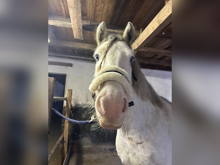 Tinker Wallach 11 Jahre 147 cm Schimmel in H&#xFC;nxe