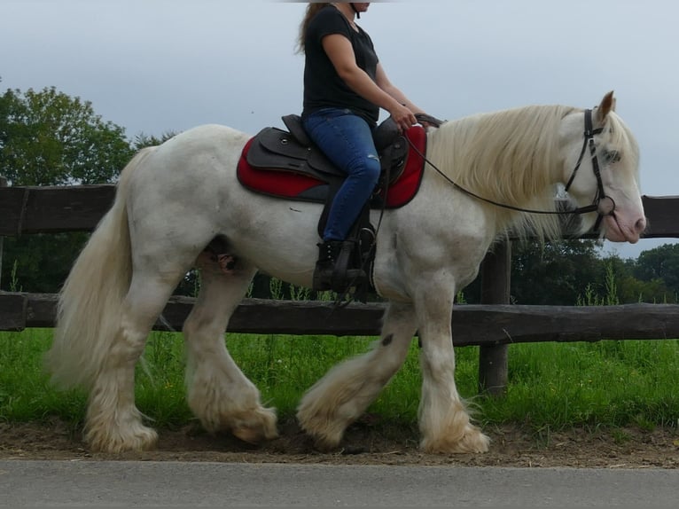 Tinker Wallach 11 Jahre 148 cm Schimmel in Lathen