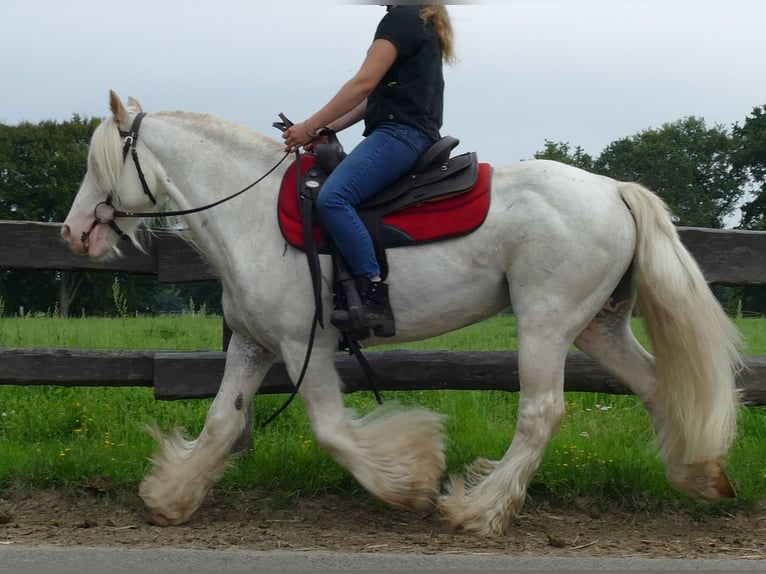 Tinker Wallach 11 Jahre 148 cm Schimmel in Lathen
