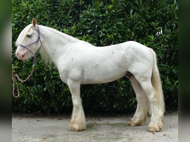 Tinker Wallach 11 Jahre 148 cm Schimmel in Lathen
