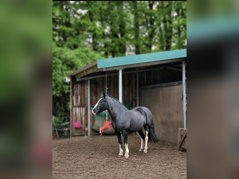 Tinker Wallach 11 Jahre 150 cm Rappe in Salzbergen