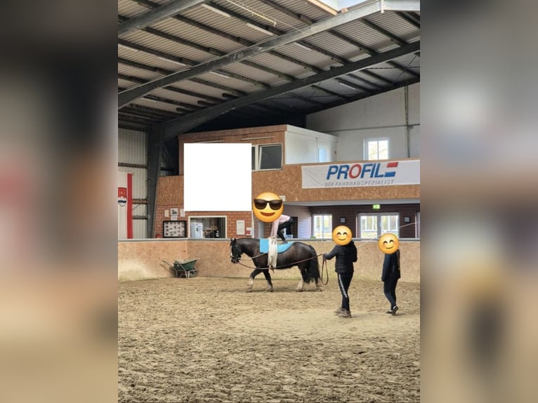 Tinker Wallach 11 Jahre 150 cm Rappe in Salzbergen