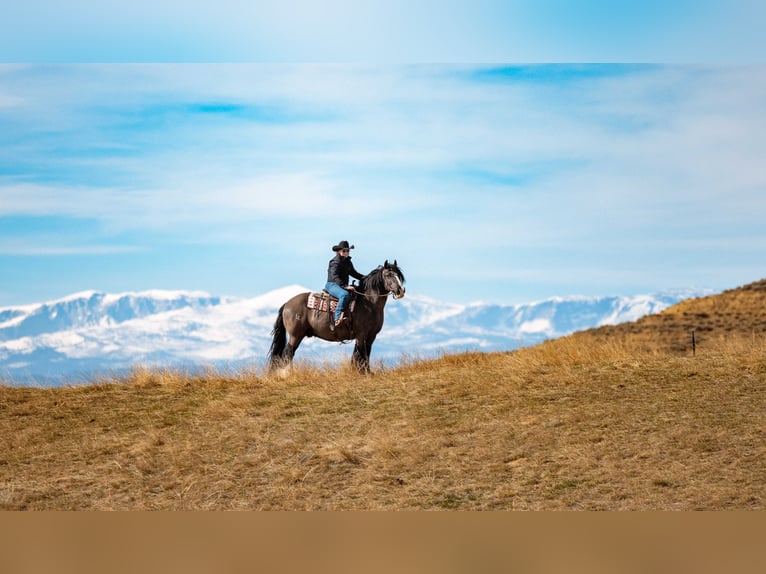 Tinker Wallach 11 Jahre 150 cm Rappe in Clearmont