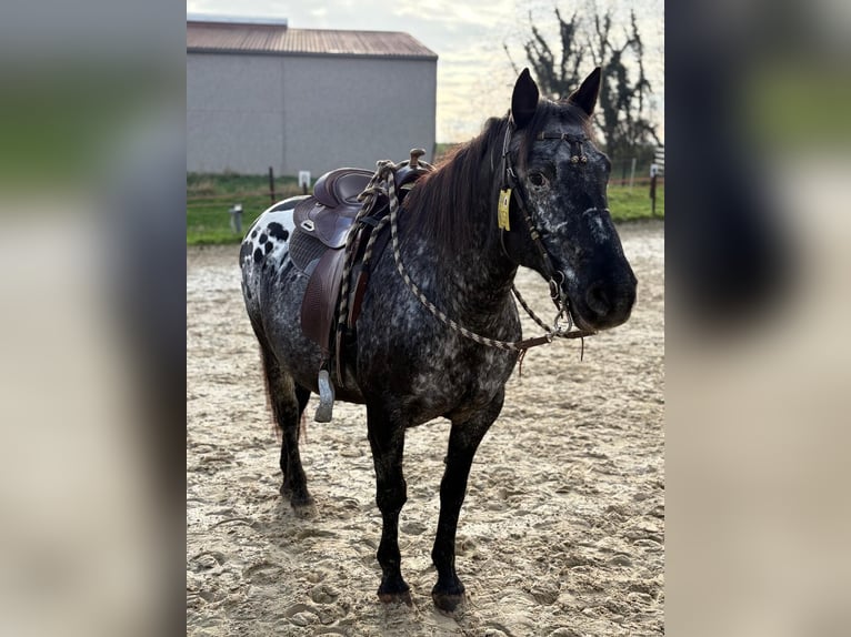 Tinker Wallach 11 Jahre 152 cm Brauner in Pulheim