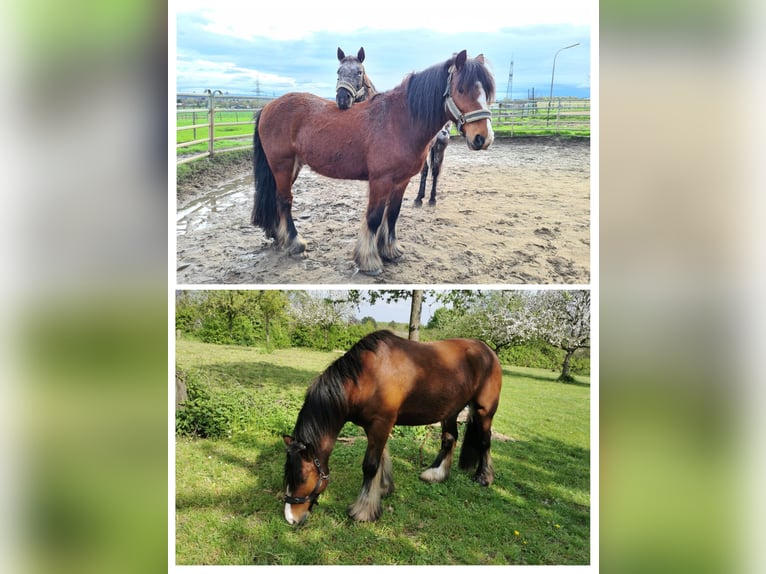 Tinker Wallach 11 Jahre 152 cm Brauner in Pulheim
