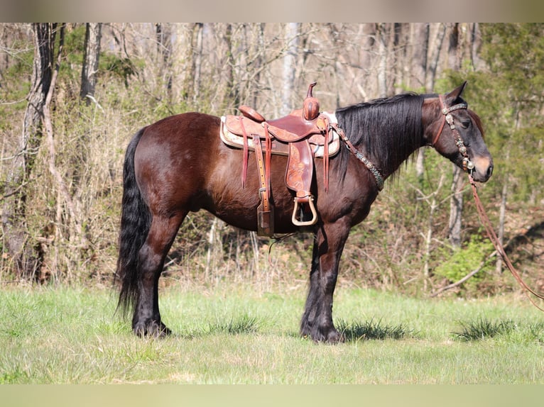 Tinker Wallach 11 Jahre 152 cm Rotbrauner in Flemingsburg, KY