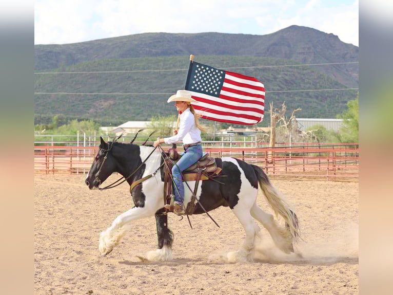 Tinker Wallach 11 Jahre 152 cm Schecke in Cave Creek