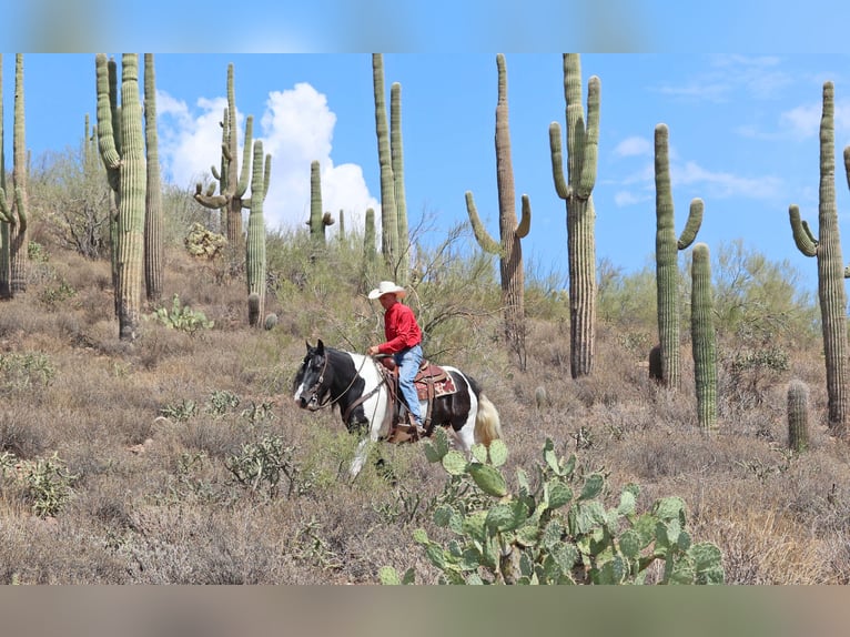 Tinker Wallach 11 Jahre 152 cm Schecke in Cave Creek