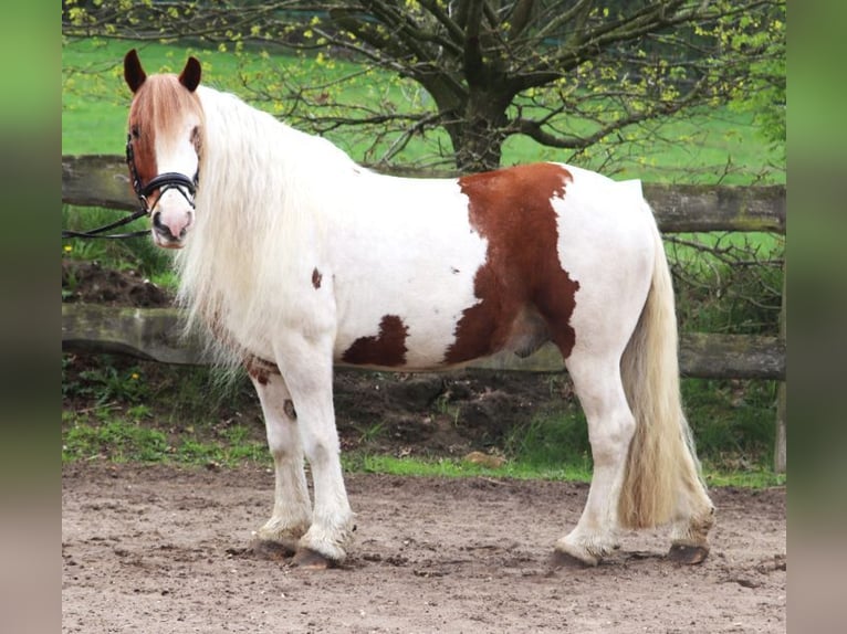 Tinker Wallach 11 Jahre 154 cm Schecke in Wachtendonk