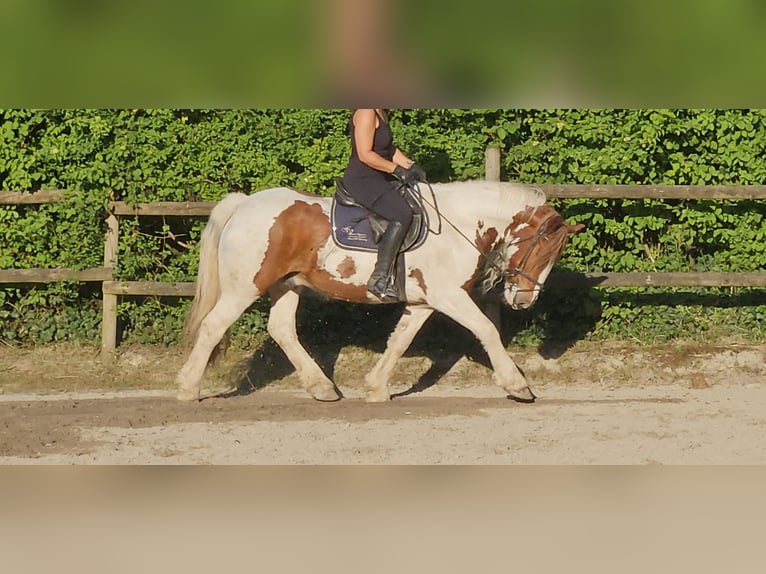 Tinker Wallach 11 Jahre 154 cm Schecke in Wachtendonk
