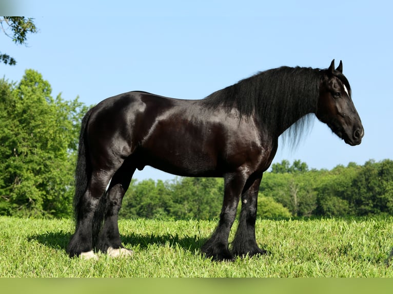 Tinker Mix Wallach 11 Jahre 155 cm Rappe in Brodhead, KY