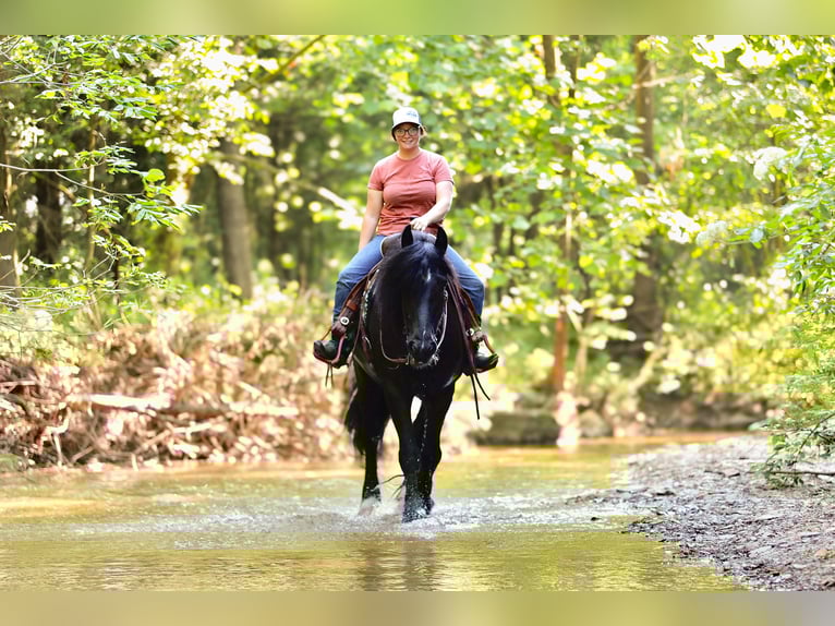 Tinker Mix Wallach 11 Jahre 155 cm Rappe in Brodhead, KY