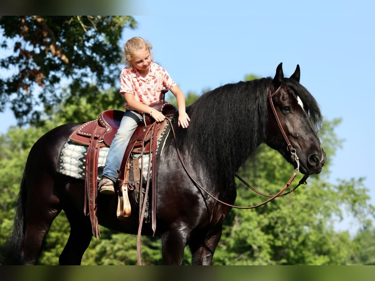 Tinker Mix Wallach 11 Jahre 155 cm Rappe in Brodhead, KY
