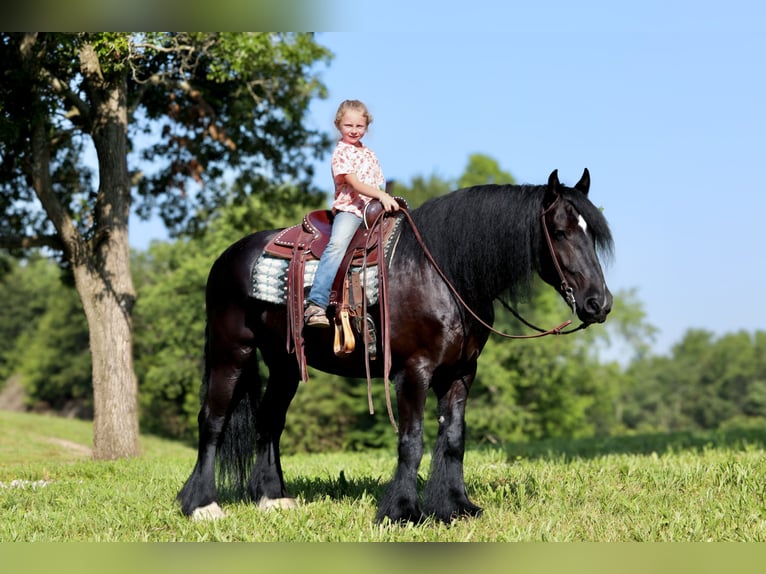 Tinker Mix Wallach 11 Jahre 155 cm Rappe in Brodhead, KY