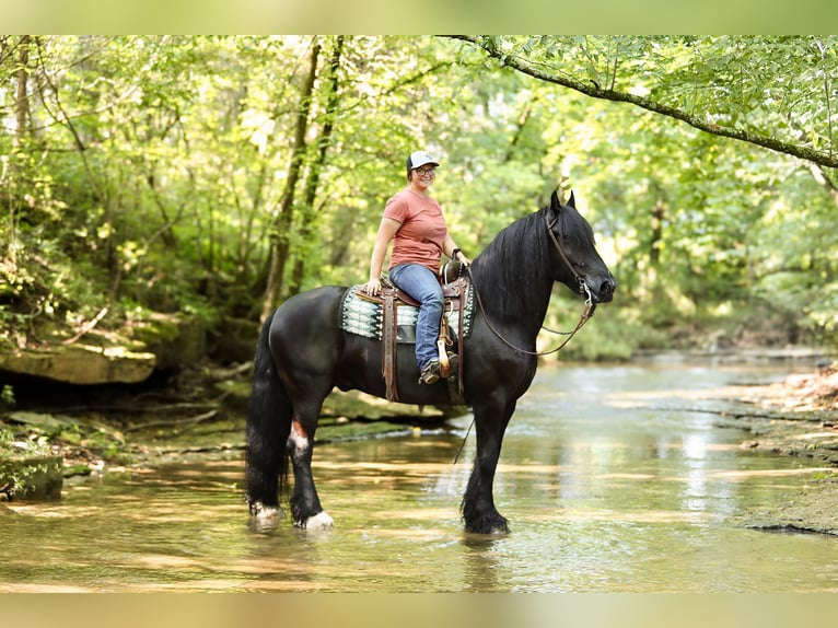 Tinker Mix Wallach 11 Jahre 155 cm Rappe in Brodhead, KY
