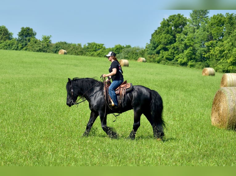 Tinker Mix Wallach 11 Jahre 155 cm Rappe in Brodhead, KY