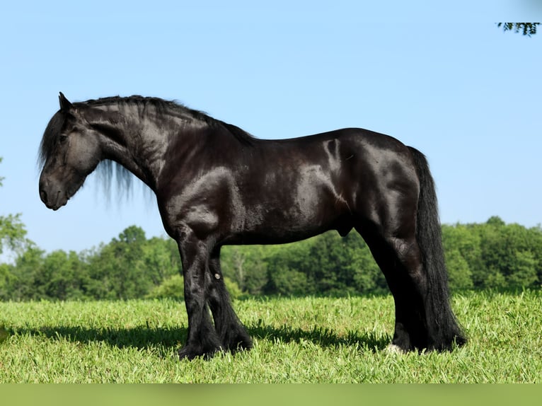 Tinker Mix Wallach 11 Jahre 155 cm Rappe in Brodhead, KY