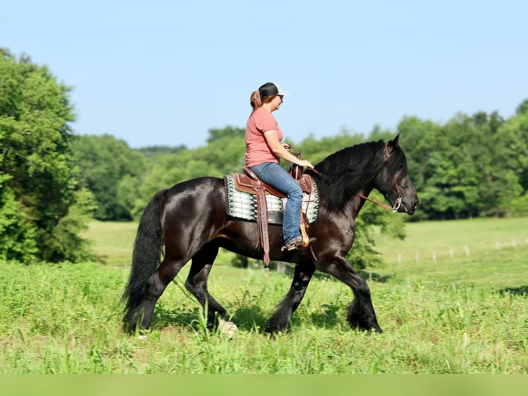Tinker Mix Wallach 11 Jahre 155 cm Rappe in Brodhead, KY