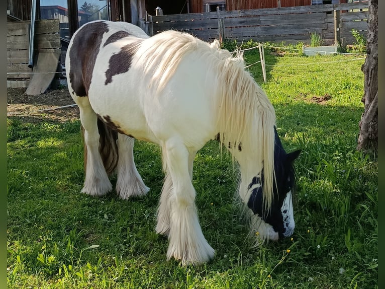 Tinker Wallach 11 Jahre 155 cm Schecke in Sulzberg