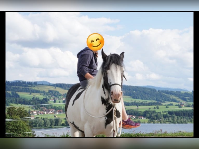 Tinker Wallach 11 Jahre 155 cm Schecke in Sulzberg