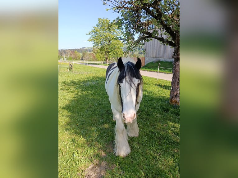 Tinker Wallach 11 Jahre 155 cm Schecke in Sulzberg