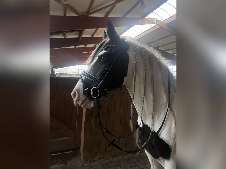 Tinker Mix Wallach 11 Jahre 158 cm in Ratingen