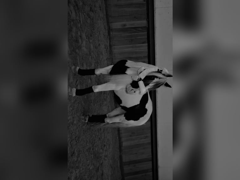 Tinker Mix Wallach 11 Jahre 158 cm in Ratingen