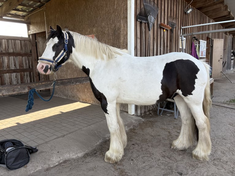 Tinker Wallach 12 Jahre 135 cm Schecke in Oberkr&#xE4;mer