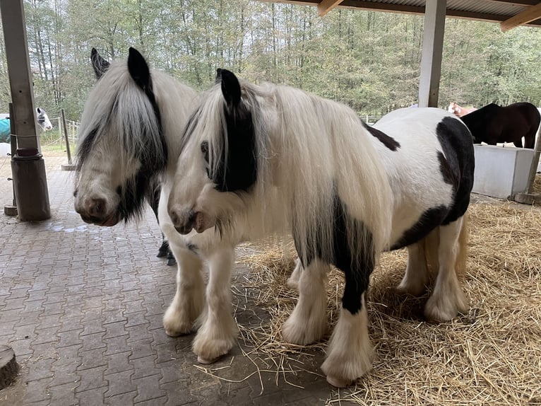 Tinker Wallach 12 Jahre 135 cm Schecke in WeinheimOberflockenbach