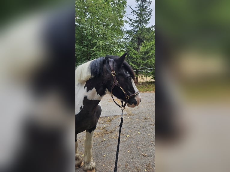 Tinker Wallach 12 Jahre 140 cm  in Lorch