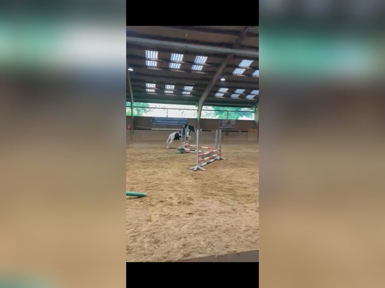 Tinker Wallach 12 Jahre 140 cm  in Lorch