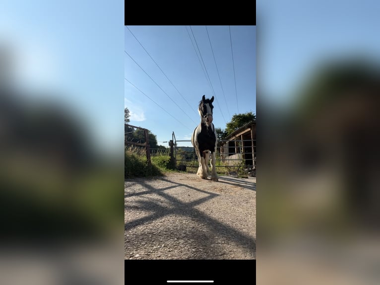 Tinker Wallach 12 Jahre 140 cm  in Lorch