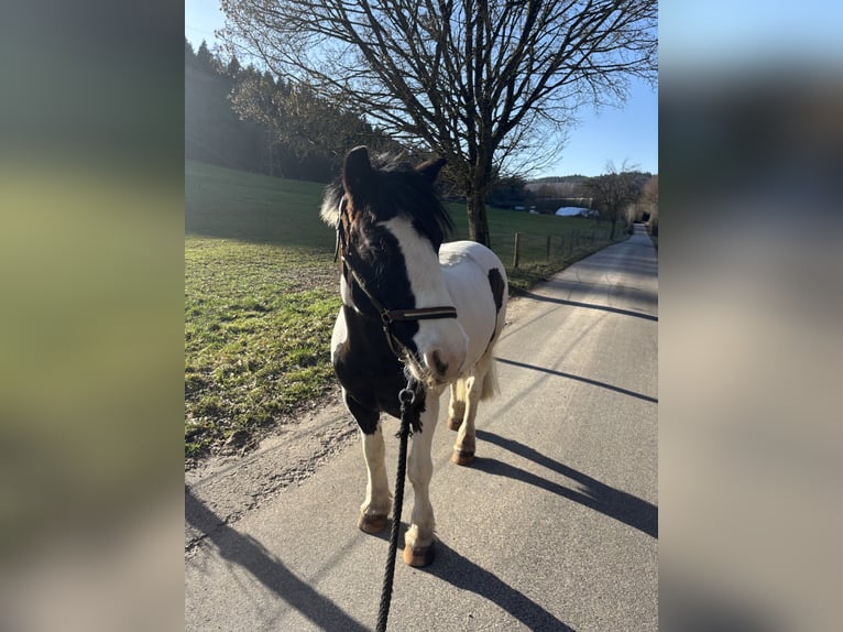 Tinker Wallach 12 Jahre 140 cm  in Lorch