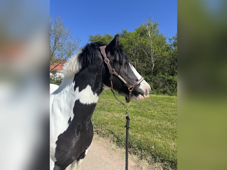 Tinker Wallach 12 Jahre 140 cm  in Lorch
