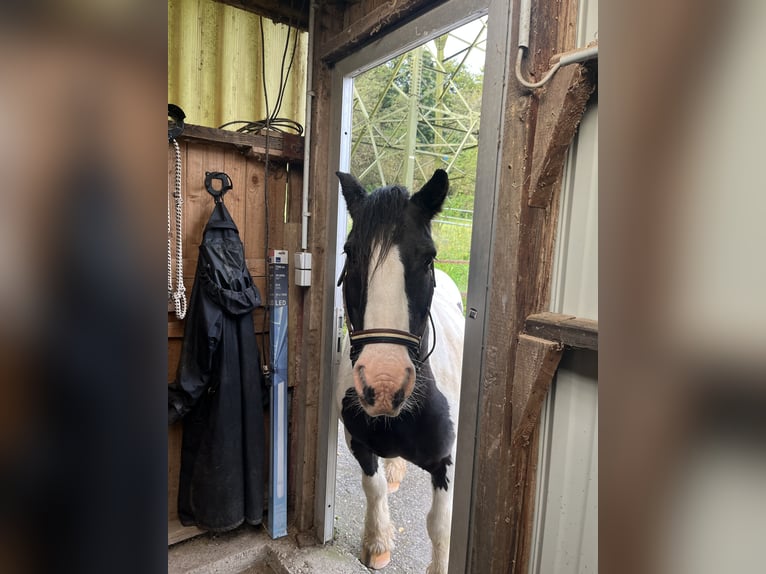 Tinker Wallach 12 Jahre 140 cm  in Lorch