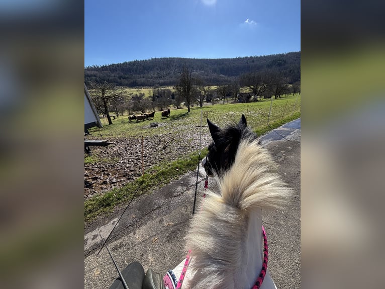 Tinker Wallach 12 Jahre 140 cm  in Lorch