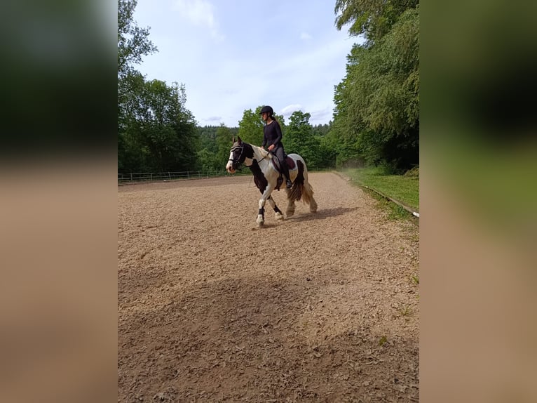 Tinker Wallach 12 Jahre 140 cm  in Lorch