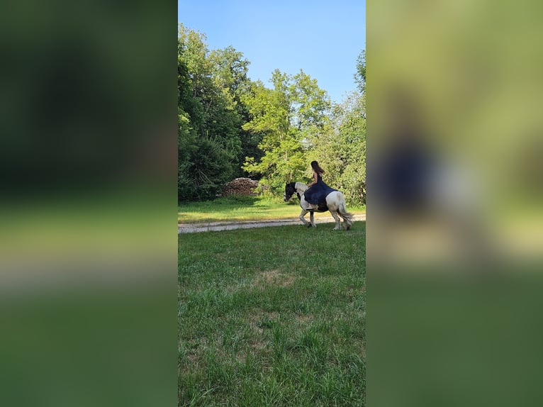 Tinker Wallach 12 Jahre 140 cm  in Lorch