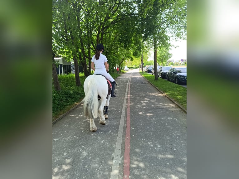 Tinker Wallach 12 Jahre 140 cm  in Lorch