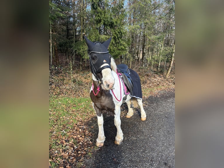 Tinker Wallach 12 Jahre 140 cm  in Lorch