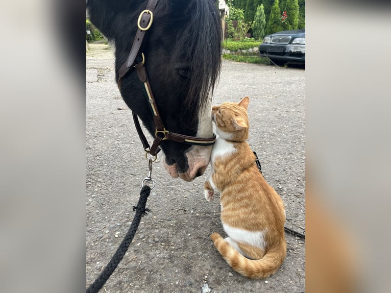 Tinker Wallach 12 Jahre 140 cm  in Lorch