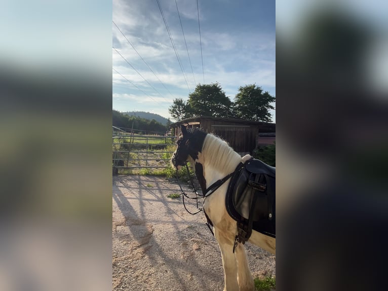 Tinker Wallach 12 Jahre 140 cm  in Lorch