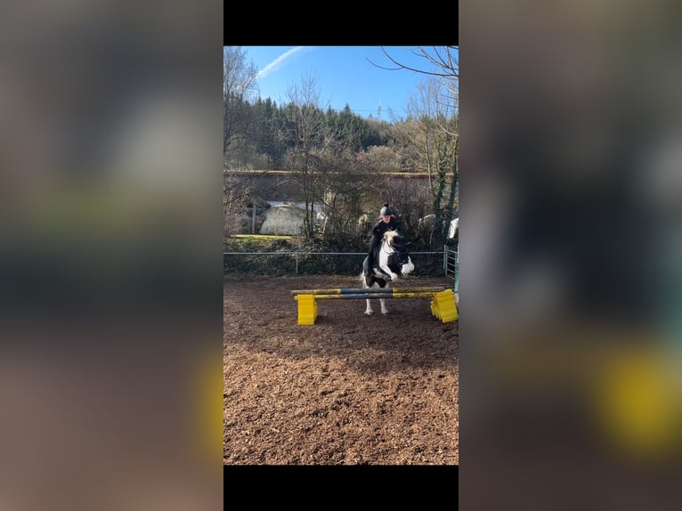 Tinker Wallach 12 Jahre 140 cm  in Lorch