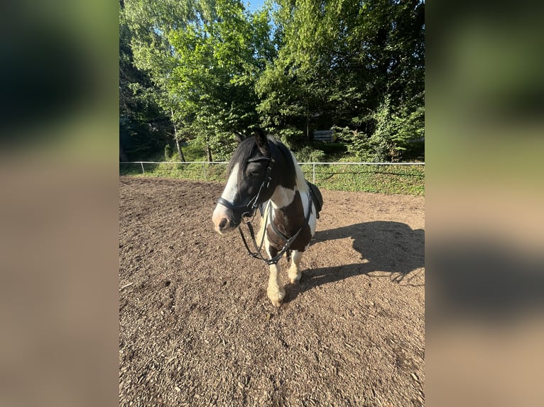 Tinker Wallach 12 Jahre 140 cm  in Lorch