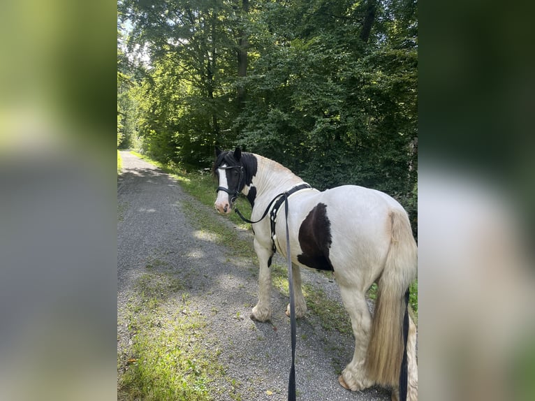 Tinker Wallach 12 Jahre 140 cm  in Lorch