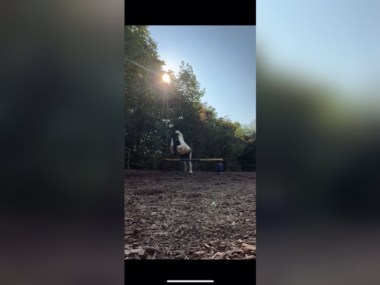 Tinker Wallach 12 Jahre 140 cm  in Lorch