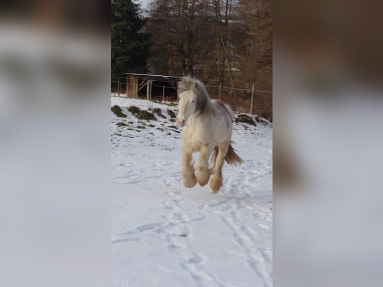 Tinker Wallach 12 Jahre 140 cm Sabino in Kirn