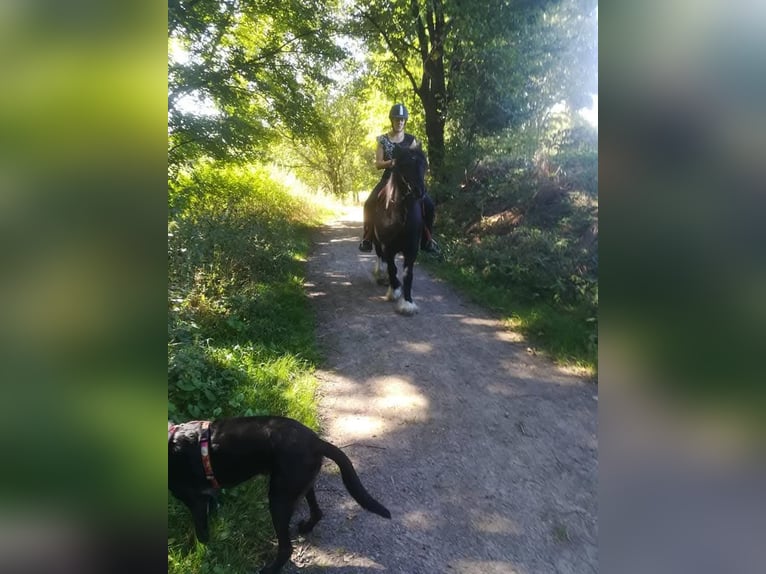 Tinker Mix Wallach 12 Jahre 142 cm Schecke in Bielefeld