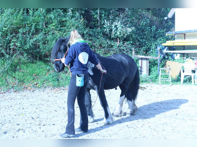 Tinker Mix Wallach 12 Jahre 142 cm Schecke in Bielefeld