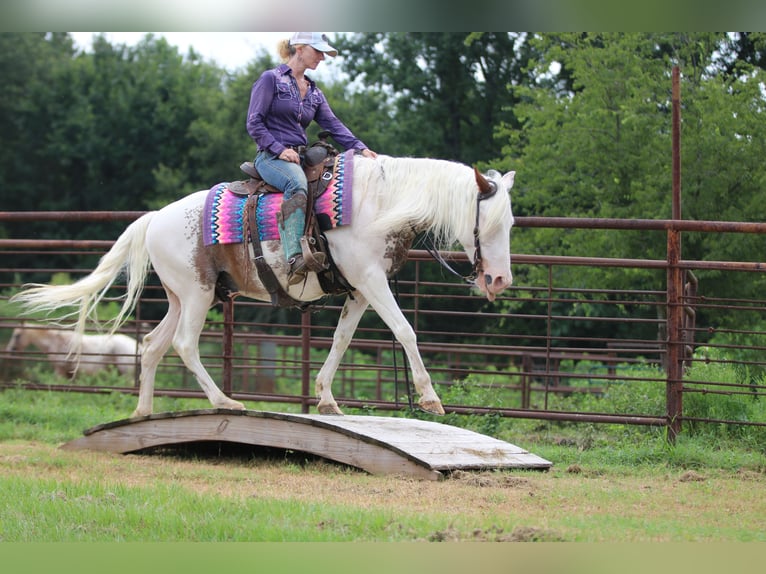 Tinker Mix Wallach 12 Jahre 145 cm Sabino in Athens, TX